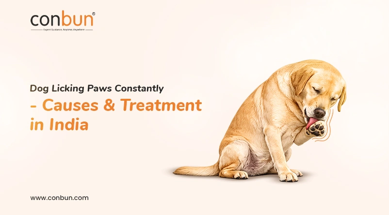 Dog Licking Paws Constantly - Causes & Treatment in India
